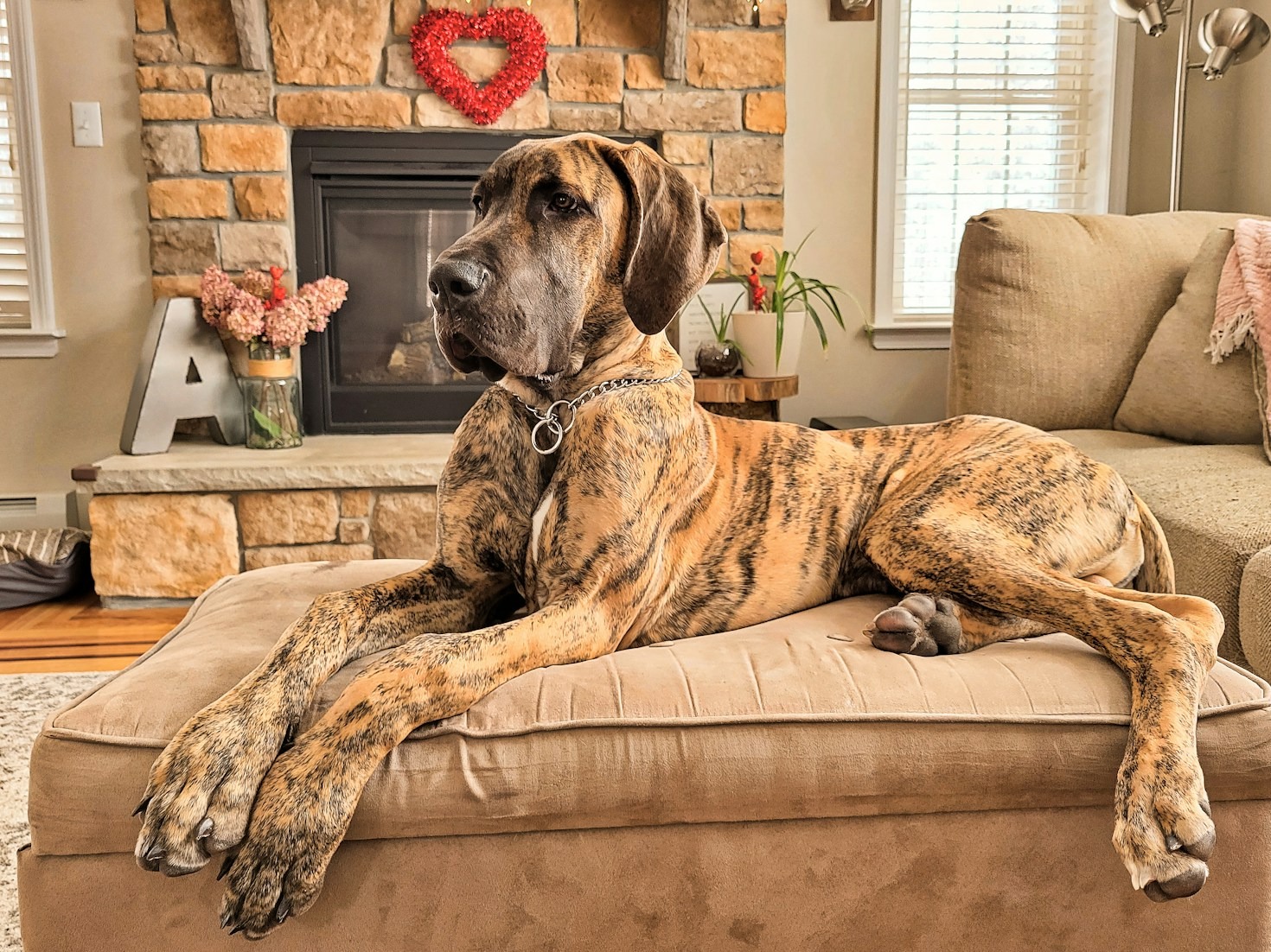 How MAGDRL Finds Perfect Homes for Rescued Danes