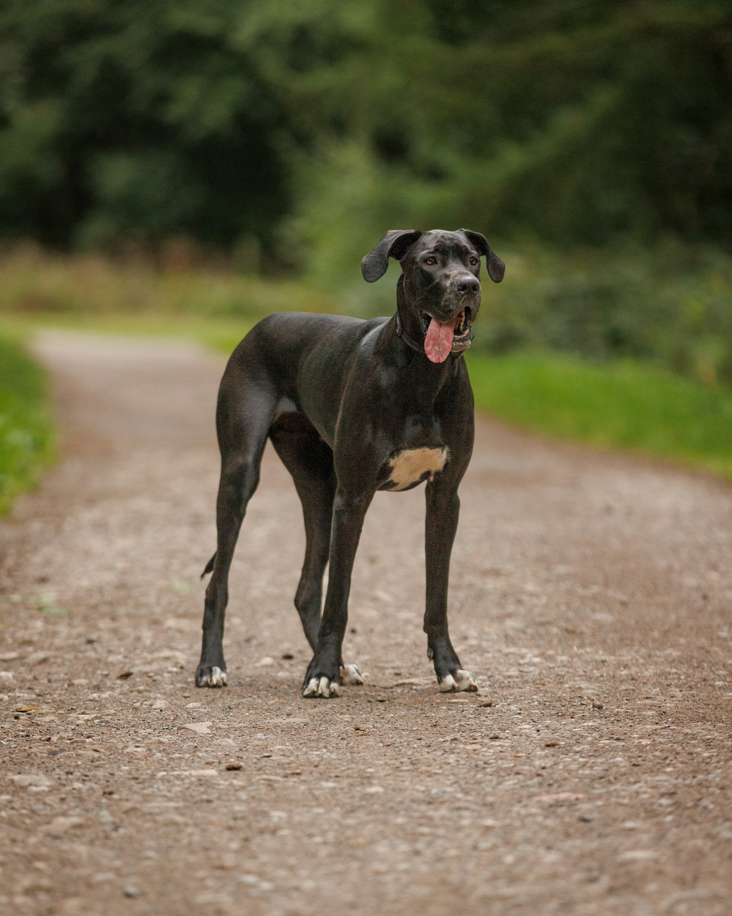 A Day in the Life of a Great Dane Foster Care Volunteer