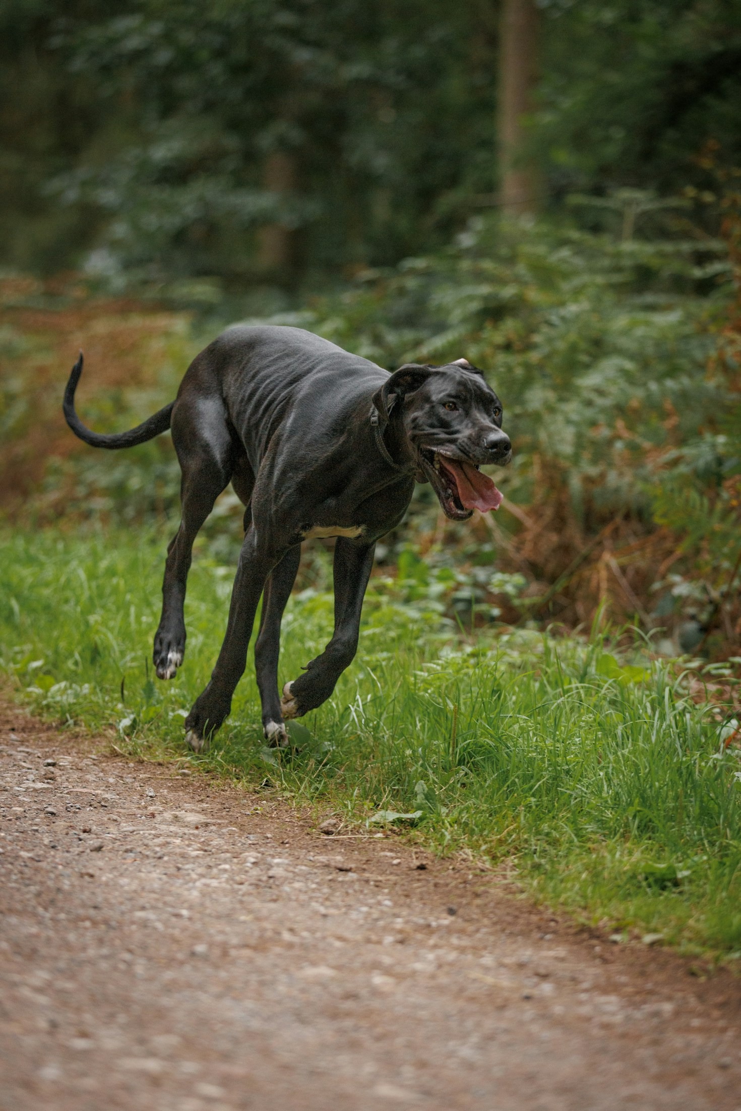 Top Fundraising Events Supporting Great Dane Rescues