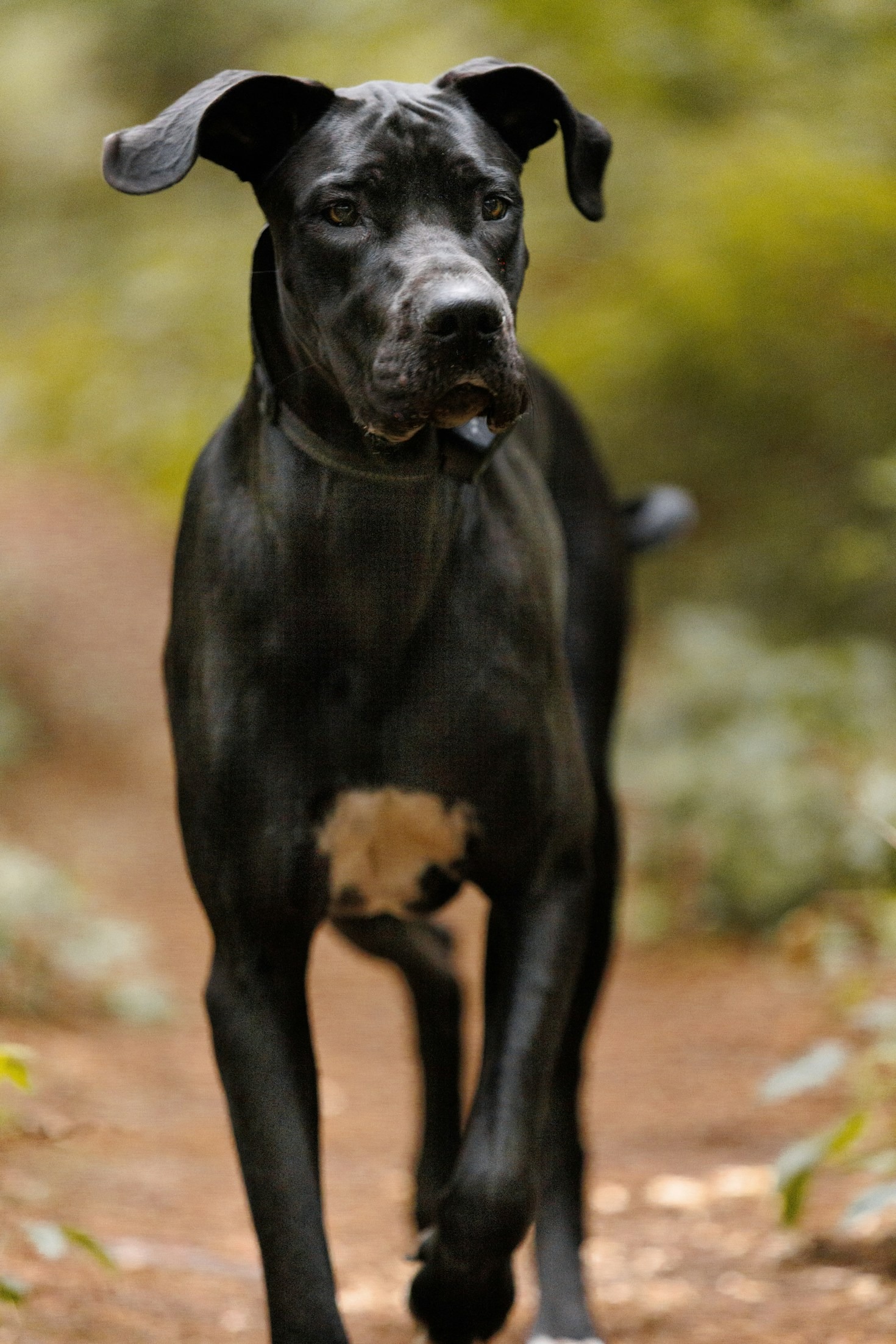 Steps to Adopt Your New Great Dane Companion