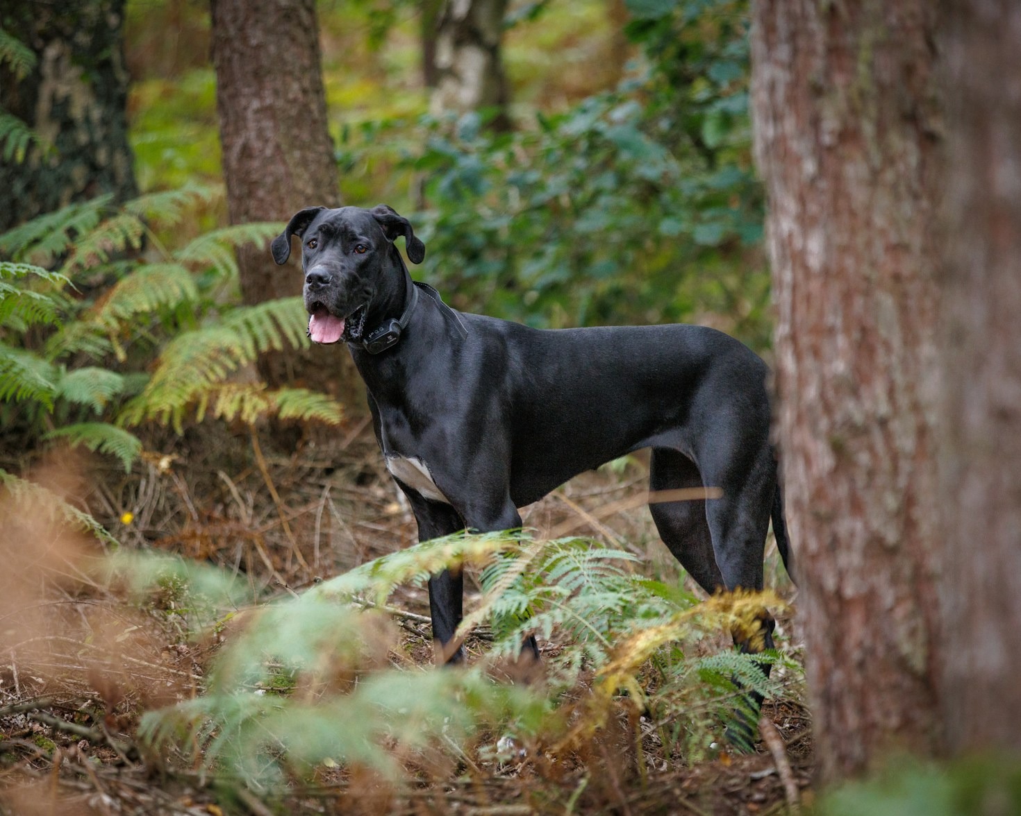 How to Get Involved with MAGDRL and Help Great Danes